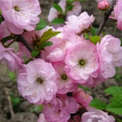 Миндаль ТРЁХЛОПАСТНЫЙ (луизеания) в Лиде