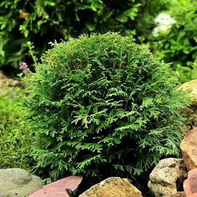 Туя ДАНИКА западная в Лиде