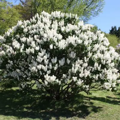 Сирень РОЧЕСТЕР в Лиде