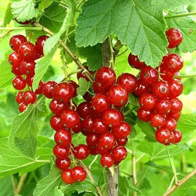 Смородина красная ФЕРТОДИ в Лиде