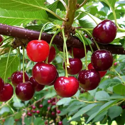 Вишня БРУСНИЦЫНА степная в Лиде