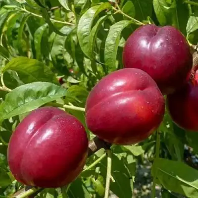 Нектарин БИГ-ТОП в Лиде