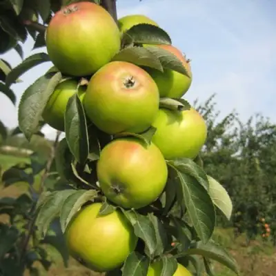 Яблоня ЛУКОМОР колонновидная в Лиде