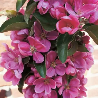 Яблоня ЗЕЛЁНЫЙ БУКЕТ декоративная в Лиде