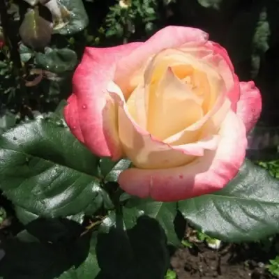 Роза БЕЛА ПЕРЛА чайно-гибридная в Лиде