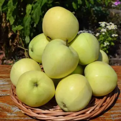 Яблоня ПАПИРОВКА в Лиде