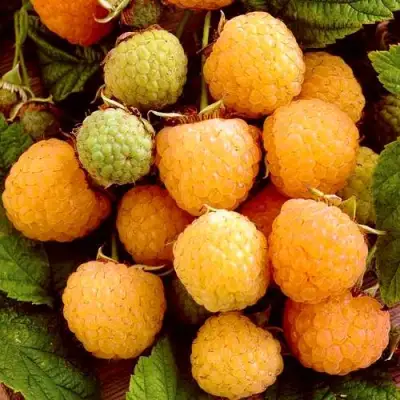 Малина ЗОЛОТЫЕ КУПОЛА в Лиде