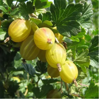 Крыжовник БЕРИЛЛ в Лиде