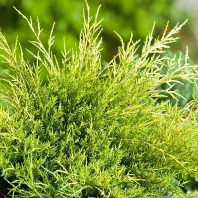 Можжевельник ОЛД ГОЛД средний в Лиде