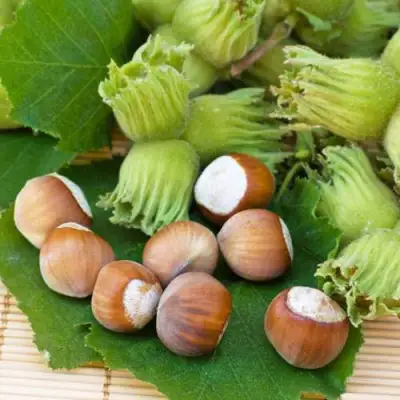 Фундук КРЕПКИЙ ОРЕШЕК в Лиде