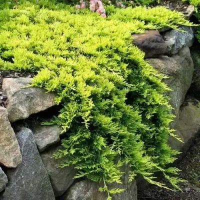 Можжевельник ГОЛДЕН КАРПЕТ горизонтальный  в Лиде