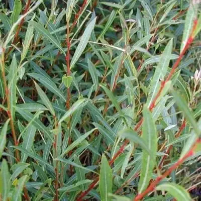 Ива НАНА пурпурная в Лиде