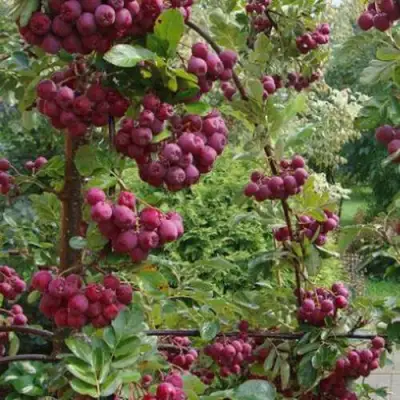 Рябина ДЕСЕРТНАЯ МИЧУРИНА сладкоплодная в Лиде