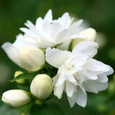 Жасмин ШНЕЕШТРУМ в Лиде