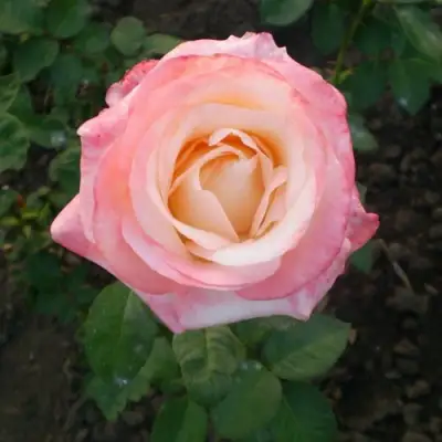 Роза БЕЛА ПЕРЛА чайно-гибридная в Лиде