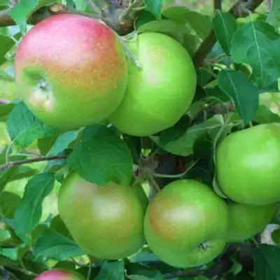 Яблоня НАВАВИТА в Лиде