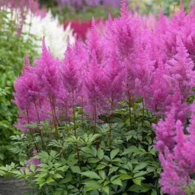 Астильба АМЕТИСТ Арендса в Лиде