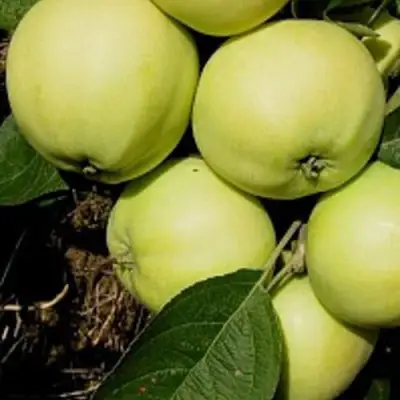 Яблоня ПАПИРОВКА в Лиде