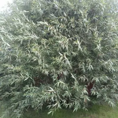 Ива СЕРЕБРИСТАЯ в Лиде