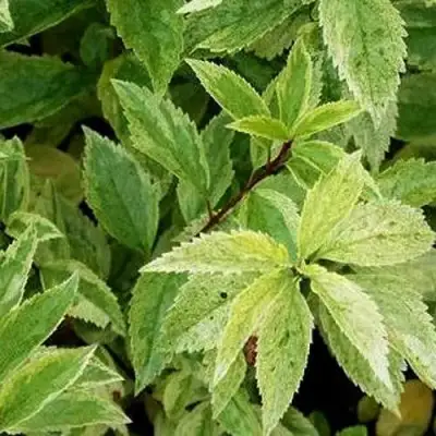 Форзиция ЛЕДНОГОРА промежуточная в Лиде