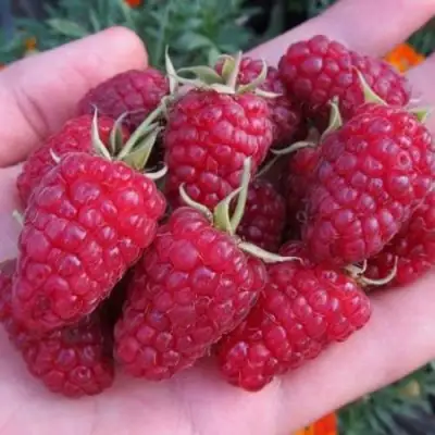 Малина МОСКОВСКИЙ ВЕЛИКАН в Лиде