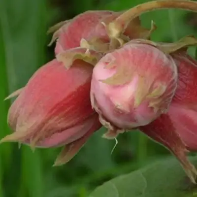 Фундук АКАДЕМИК ЯБЛОКОВ в Лиде