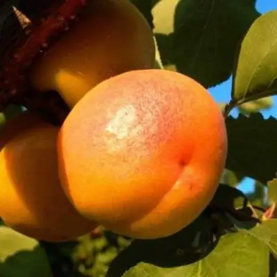 Абрикос СПАДЧЫНА в Лиде