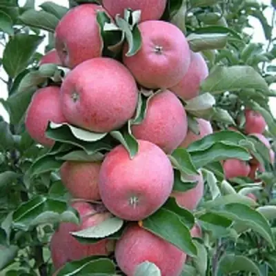 Яблоня АНТЕЙ КИЕВСКИЙ колонновидная в Лиде