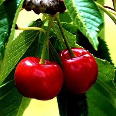 Вишня НИКА в Лиде