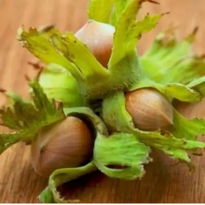 Фундук ГИГАНТ ТАМБОВСКИЙ в Лиде