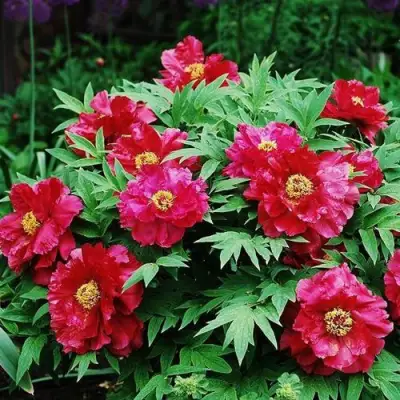 Пион КРАСНЫЙ ЛОТОС древовидный в Лиде