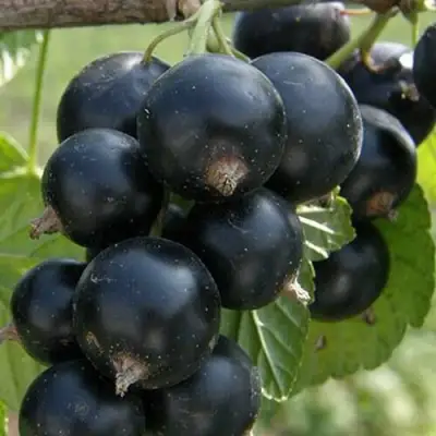 Смородина черная КЛУССОНОВСКАЯ в Лиде