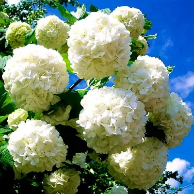 Калина БУЛЬДЕНЕЖ в Лиде