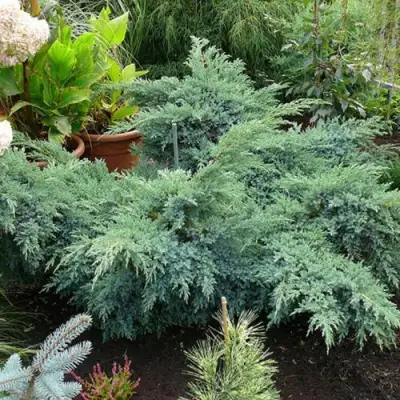 Можжевельник БЛЮ ШВЕД (СВИД) чешуйчатый в Лиде