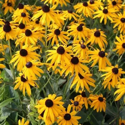 Рудбекия блестящая в Лиде