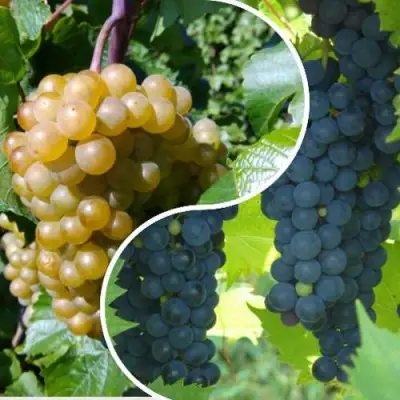 Комплект ИНЬ-ЯНЬ в Лиде