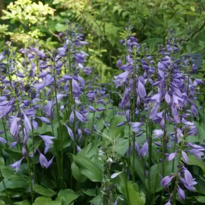 Хоста ГАРРИ ВАН ТРИЕР в Лиде