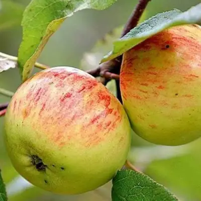 Яблоня РАНЕТКА (КОРОБОВКА) в Лиде