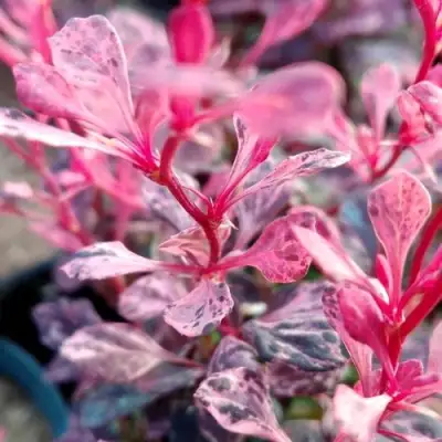 Барбарис РОУЗ ГЛОУ тунберга в Лиде