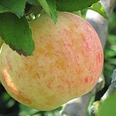 Яблоня ЛЕТНЕЕ СЛАДКОЕ в Лиде