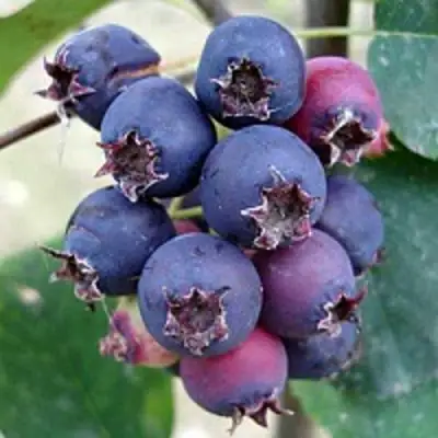 Ирга SLEYT в Лиде