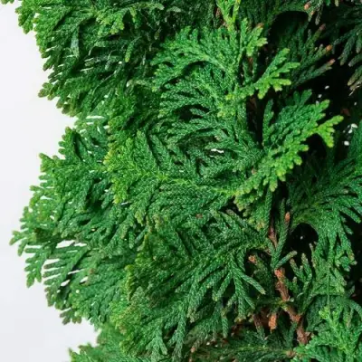 Туя СПИРАЛИС западная в Лиде