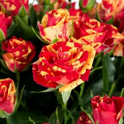 Роза ФАЙЕР ФЛЕШ спрей в Лиде