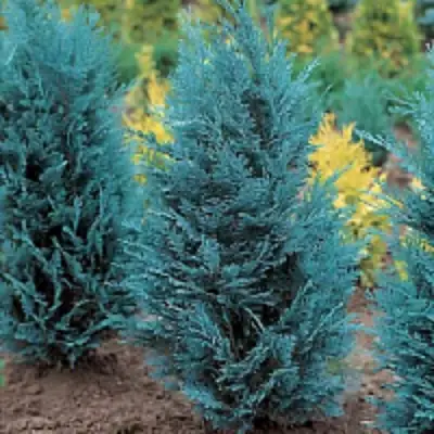 Кипарисовик ВАН ПЕЛЬТС БЛЮ лавсона в Лиде