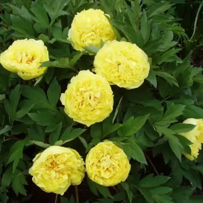 Пион ЗОЛОТАЯ КОРОНА древовидный в Лиде