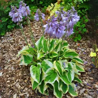 Хоста АУРЕОМАРГИНАТА в Лиде