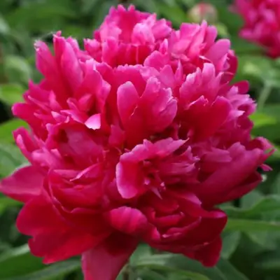 Пион ПЕСНЬ ВЕТРА травянистый в Лиде