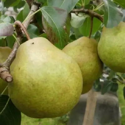 Груша ПЛАТОНОВСКАЯ в Лиде