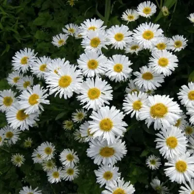 Астра АЛЬБУС альпийская в Лиде