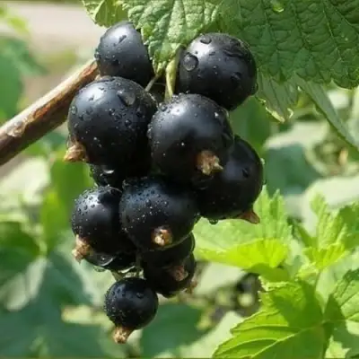 Смородина черная ПИГМЕЙ в Лиде